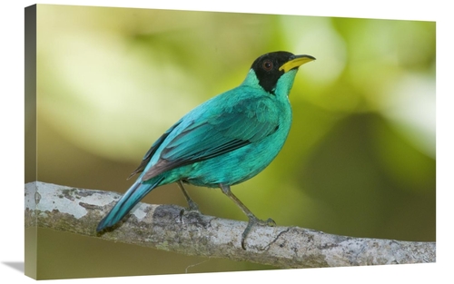 Global Gallery GCS-397286-2030-142 20 x 30 in. Green Honeycreeper Male