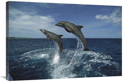 Global Gallery GCS-452640-2436-142 24 x 36 in. Bottlenose Dolphin Pair