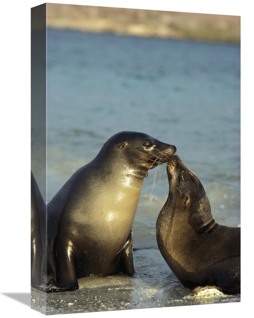 Global Gallery GCS-451763-1218-142 12 x 18 in. Galapagos Sea Lion Juve