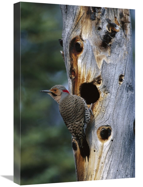 Global Gallery GCS-451926-1624-142 16 x 24 in. Northern Flicker Woodpe