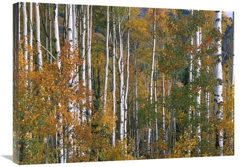 Global Gallery GCS-396870-2432-142 24 x 32 in. Aspen Trees in Fall Col