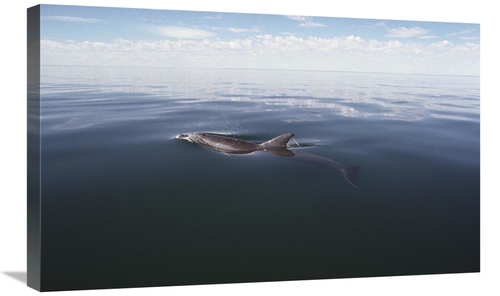 Global Gallery GCS-450686-30-142 30 in. Bottlenose Dolphin Surfacing t