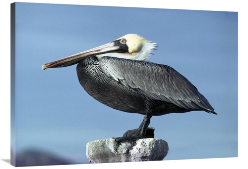 Global Gallery GCS-450708-40-142 40 in. Brown Pelican Profile, Per