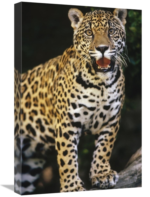 Global Gallery GCS-452753-1624-142 16 x 24 in. Jaguar Panting, Woo