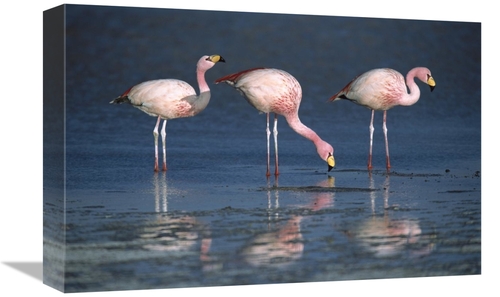 Global Gallery GCS-395593-1218-142 12 x 18 in. Puna Flamingos Drinking