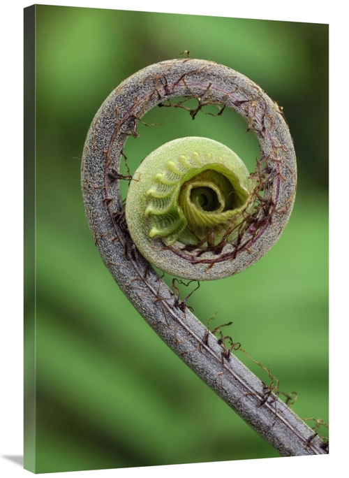 Global Gallery GCS-397659-2436-142 24 x 36 in. Young Rolled-Up Fern Fi