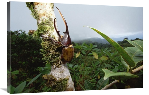 24 x 36 in. Hercules Scarab Beetle in Rainforest, Fortuna National