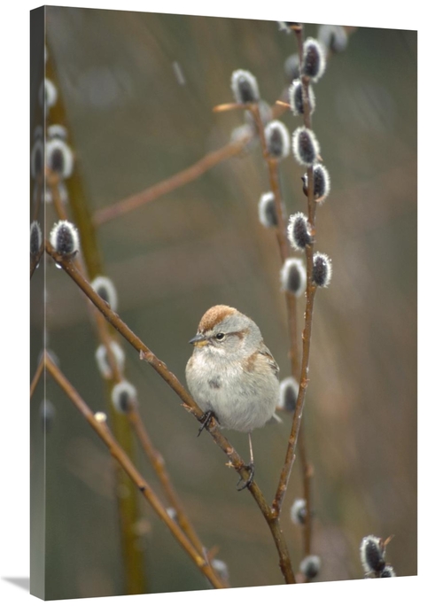 Global Gallery GCS-451854-2436-142 24 x 36 in. American Tree Sparrow i