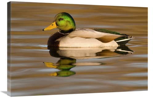 Global Gallery GCS-397353-2436-142 24 x 36 in. Mallard Swimming, K