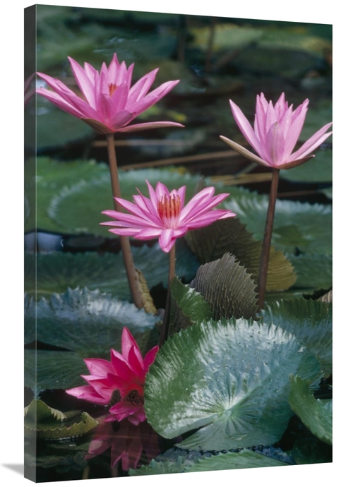 Global Gallery GCS-452873-2436-142 24 x 36 in. Water Lily Hybrid Bloss