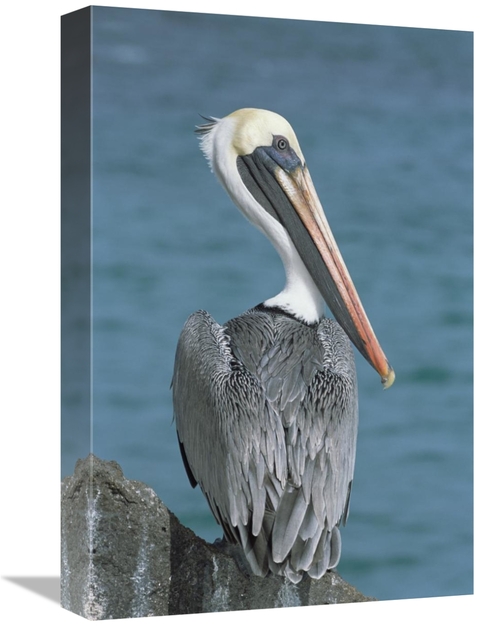 Global Gallery GCS-451516-1218-142 12 x 18 in. Brown Pelican Adult in 