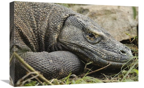 Global Gallery GCS-397541-1624-142 16 x 24 in. Komodo Dragon, Nusa