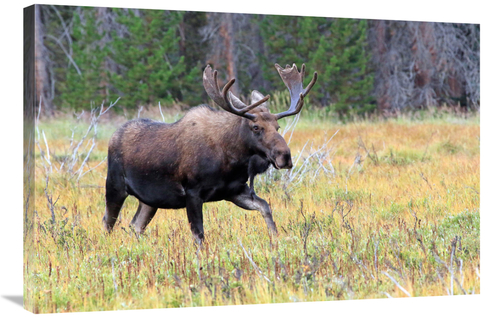 Global Gallery GCS-486507-36-142 36 in. Bull Moose Meadow Art Print - 