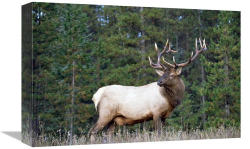 Global Gallery GCS-396159-1218-142 12 x 18 in. Elk or Wapiti Male Port