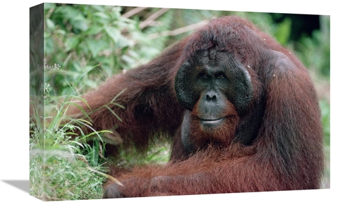 Global Gallery GCS-452369-1218-142 12 x 18 in. Orangutan Male, Adu