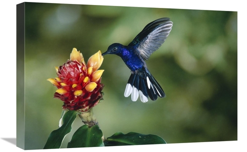 Global Gallery  16 x 24 in. Violet Sabre-Wing Hummingbird, Feeding