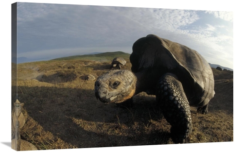 Global Gallery GCS-451387-2436-142 24 x 36 in. Galapagos Giant Tortois