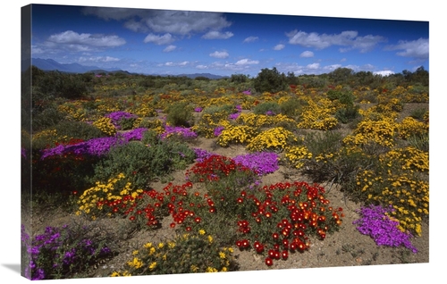 Global Gallery GCS-451829-2436-142 24 x 36 in. Dewflowers & Other Bloo