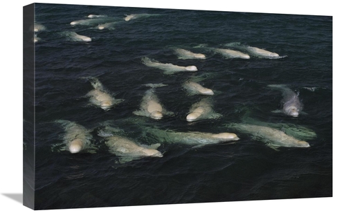 Global Gallery GCS-450775-1624-142 16 x 24 in. Beluga Pod Molting in F