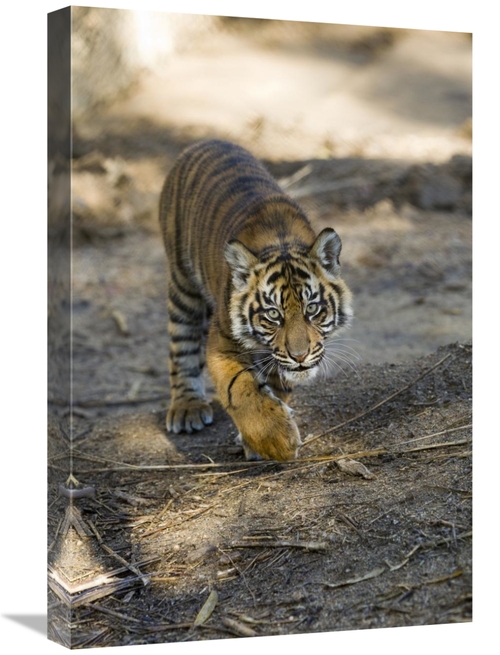 Global Gallery GCS-398136-1624-142 16 x 24 in. Tiger Cub, Native t
