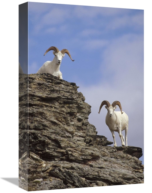 Global Gallery GCS-451886-1218-142 12 x 18 in. Dalls Sheep Pair on Roc