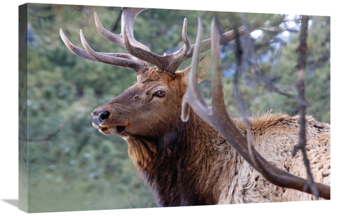 Global Gallery GCS-486443-30-142 30 in. Majestic Elk Art Print - Vic S