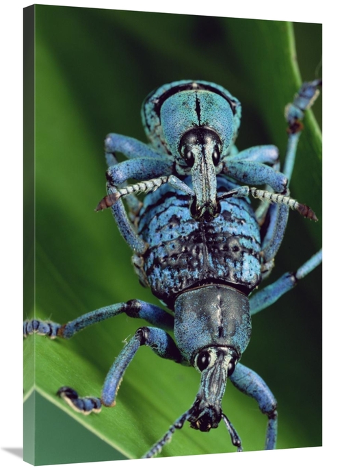 Global Gallery GCS-450957-2436-142 24 x 36 in. True Weevil Couple Mati