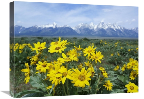 Global Gallery GCS-452197-1824-142 18 x 24 in. Balsamroot Sunflower Pa