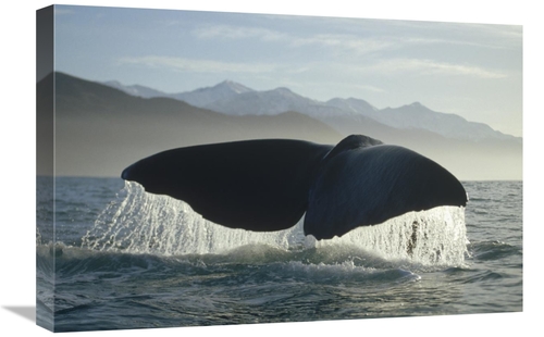 Global Gallery GCS-397834-1624-142 16 x 24 in. Sperm Whale Tail, N