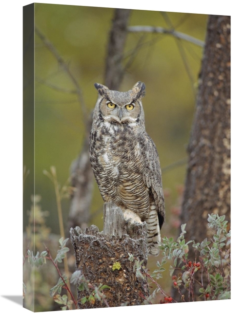 Global Gallery GCS-396429-1624-142 16 x 24 in. Great Horned Owl Adult 