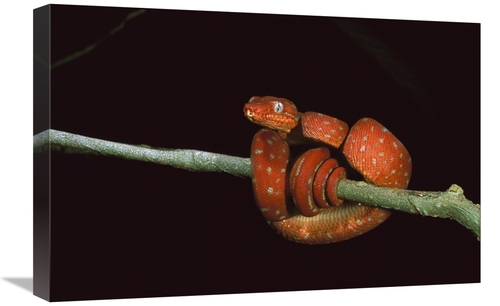 Global Gallery GCS-453203-1624-142 16 x 24 in. Emerald Tree Boa Coiled