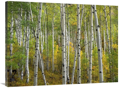 Global Gallery GCS-395982-3040-142 30 x 40 in. Aspen Trees in Fall,