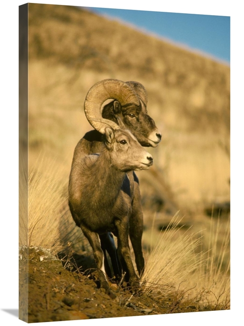Global Gallery GCS-451861-2030-142 20 x 30 in. Bighorn Sheep Pair,