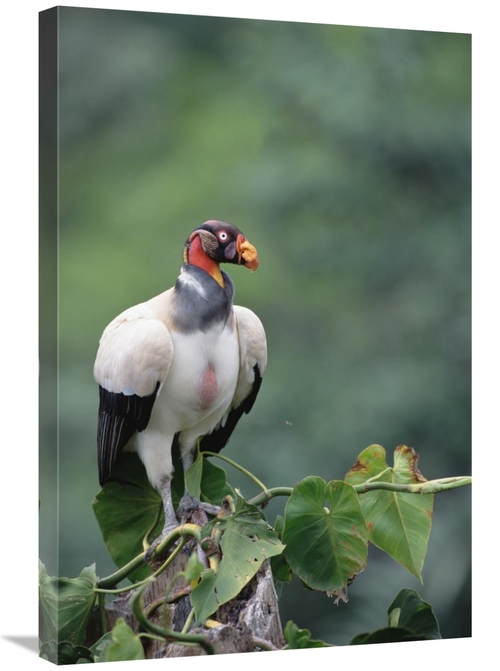 Global Gallery GCS-451220-2030-142 20 x 30 in. King Vulture, Tambo