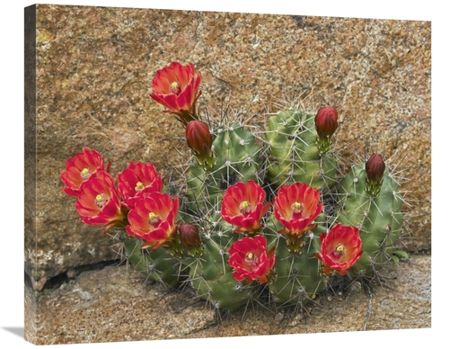 Global Gallery GCS-396008-30-142 30 in. Claret Cup Cactus Flowering&#4