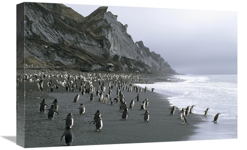 Global Gallery GCS-451069-1624-142 16 x 24 in. Chinstrap Penguins on B