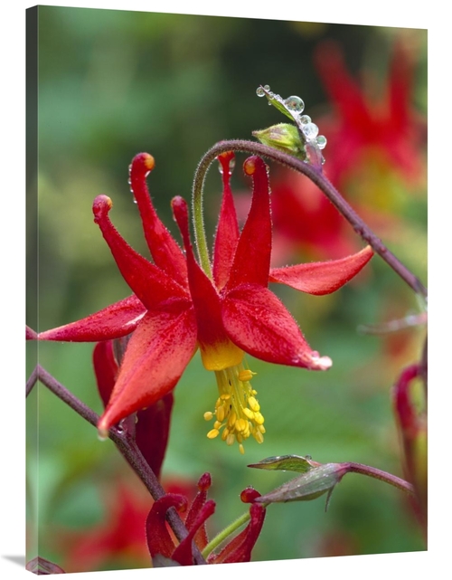 Global Gallery GCS-452002-3040-142 30 x 40 in. Wild Columbine with Dro