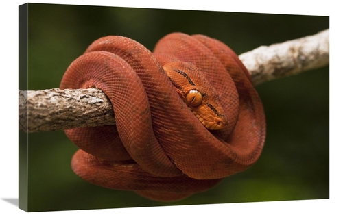 Global Gallery GCS-397947-2030-142 20 x 30 in. Common Tree Boa Coiled 