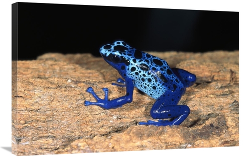 Global Gallery GCS-450819-2436-142 24 x 36 in. Blue Poison Dart Frog&#