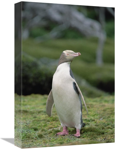 Global Gallery GCS-452459-1218-142 12 x 18 in. Yellow-Eyed Penguin Alb