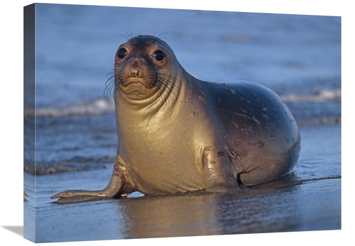 Global Gallery GCS-396644-1824-142 18 x 24 in. Northern Elephant Seal 