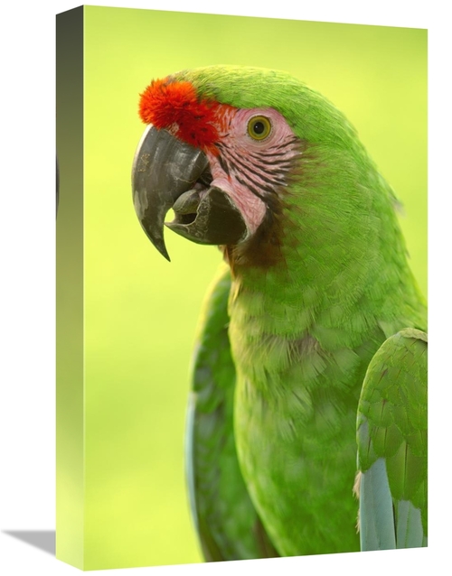 Global Gallery GCS-453213-1218-142 12 x 18 in. Military Macaw Portrait