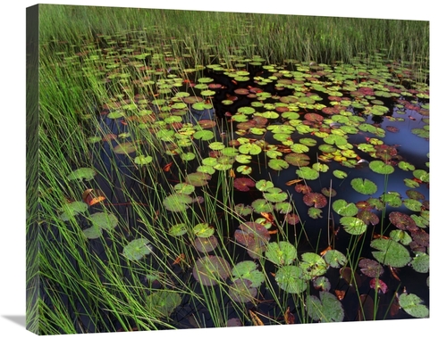 Global Gallery GCS-452223-2228-142 22 x 28 in. Pond with Lily Pads & G