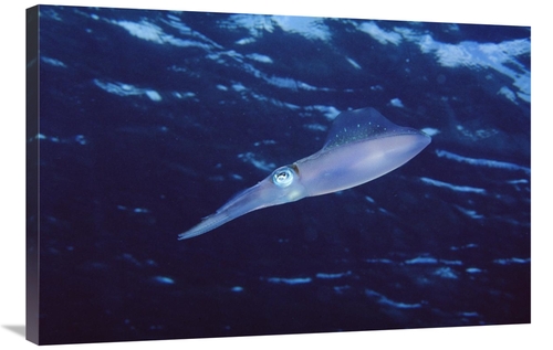 Global Gallery GCS-450749-2436-142 24 x 36 in. Squid Portrait, Bon