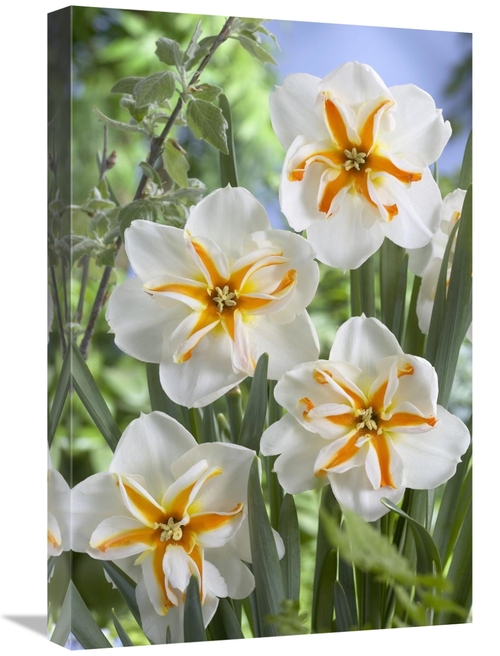 Global Gallery GCS-398361-1624-142 16 x 24 in. Daffodil Trepolo Variet