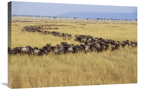 Global Gallery GCS-452947-2030-142 20 x 30 in. Blue Wildebeest Herd Mi