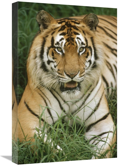 Global Gallery GCS-452799-1624-142 16 x 24 in. Bengal Tiger Portrait&#