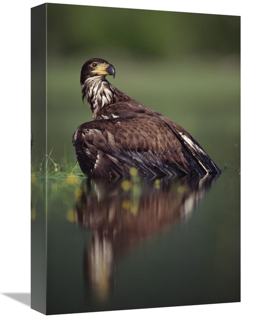 Global Gallery GCS-451965-1218-142 12 x 18 in. Bald Eagle Juvenile wit