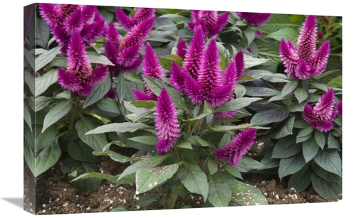 Global Gallery GCS-398385-1624-142 16 x 24 in. Cocks Comb Dark Caracas