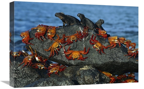 16 x 24 in. Sally Lightfoot Crabs & Marine Iguanas, Mosquera Islan